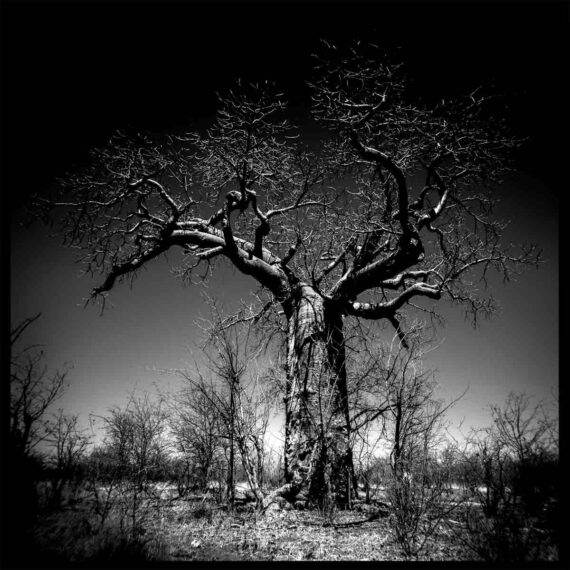 BAOBAB # 1 || an 8'x8' artwork composed of 9 - 32" photographic prints mounted to m-core aluminum panels.