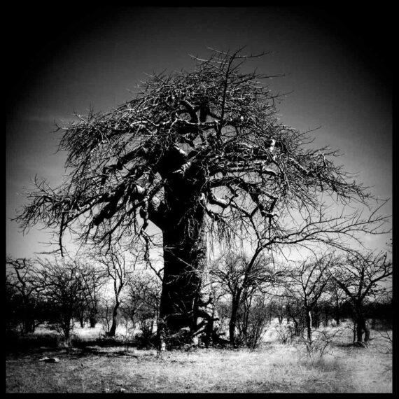 "Resilience" - Baobab #2. 9(32") photo on ACM panels